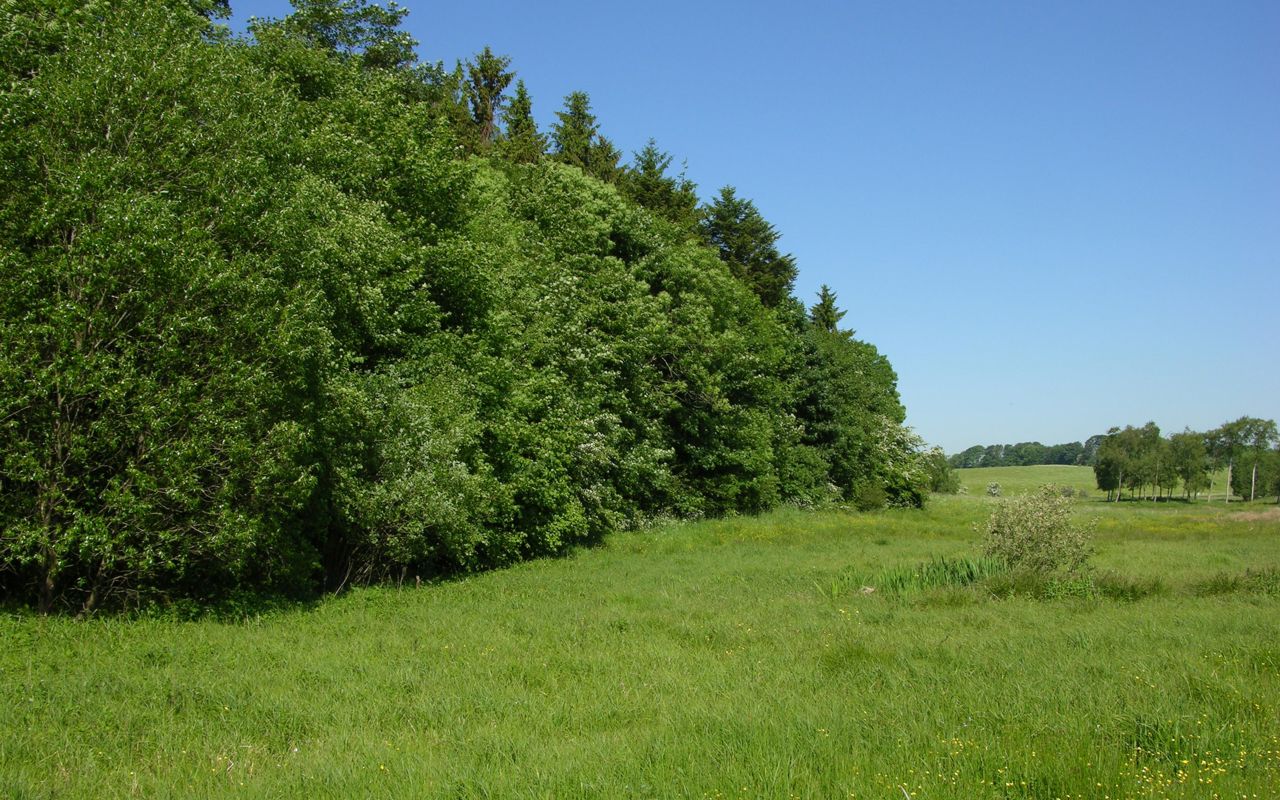 Skovbryn