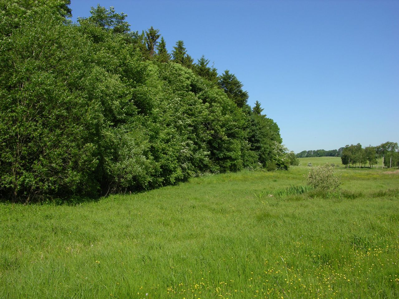 Skovbryn