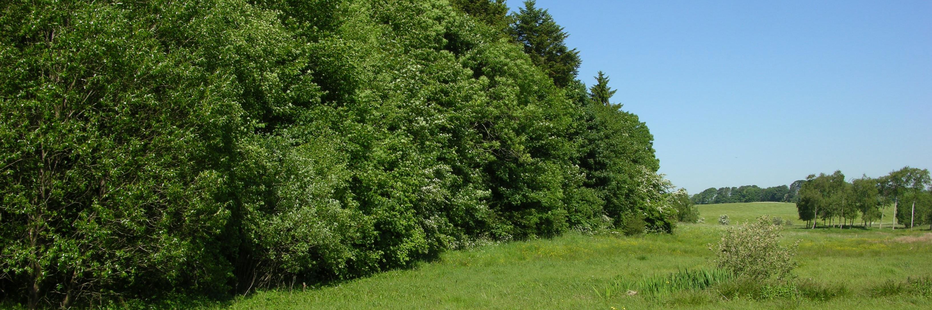 Skovbryn