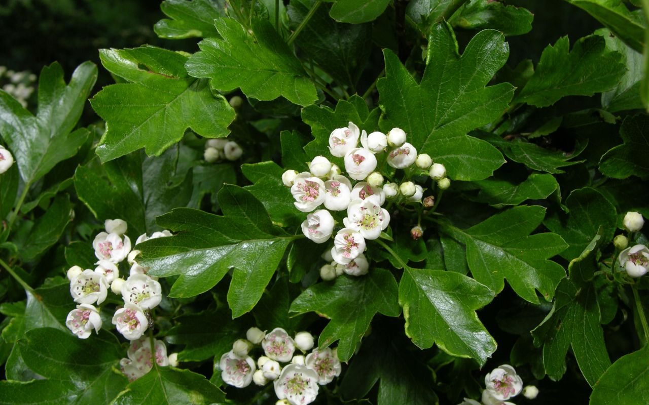 Engriflet Hvidtjørn