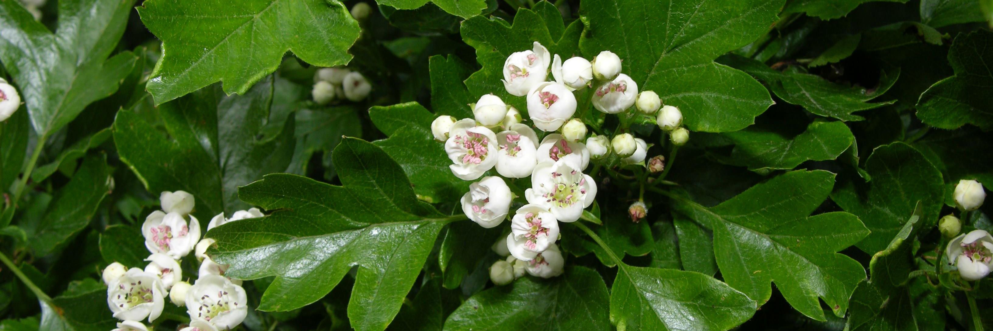 Engriflet Hvidtjørn