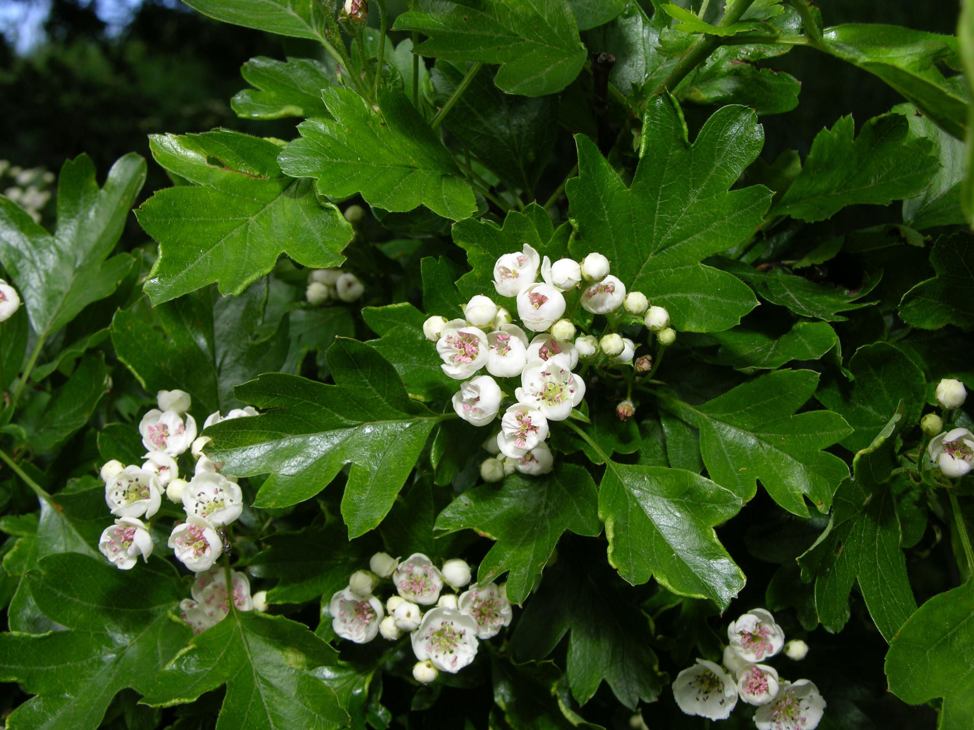 Engriflet Hvidtjørn