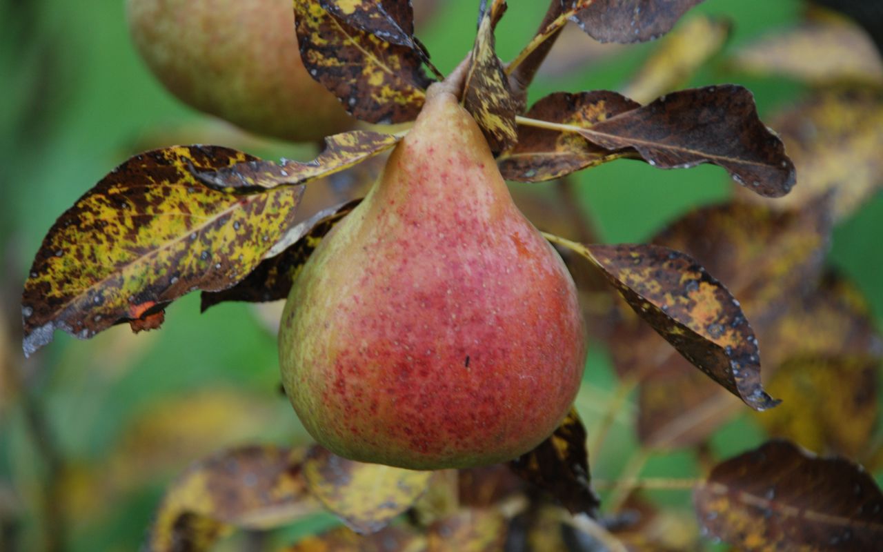 Alexander Bruun Pære