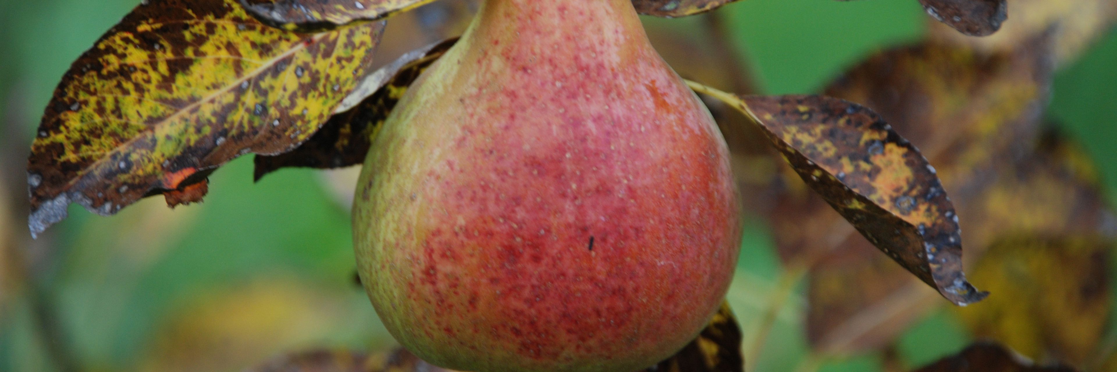 Alexander Bruun Pære