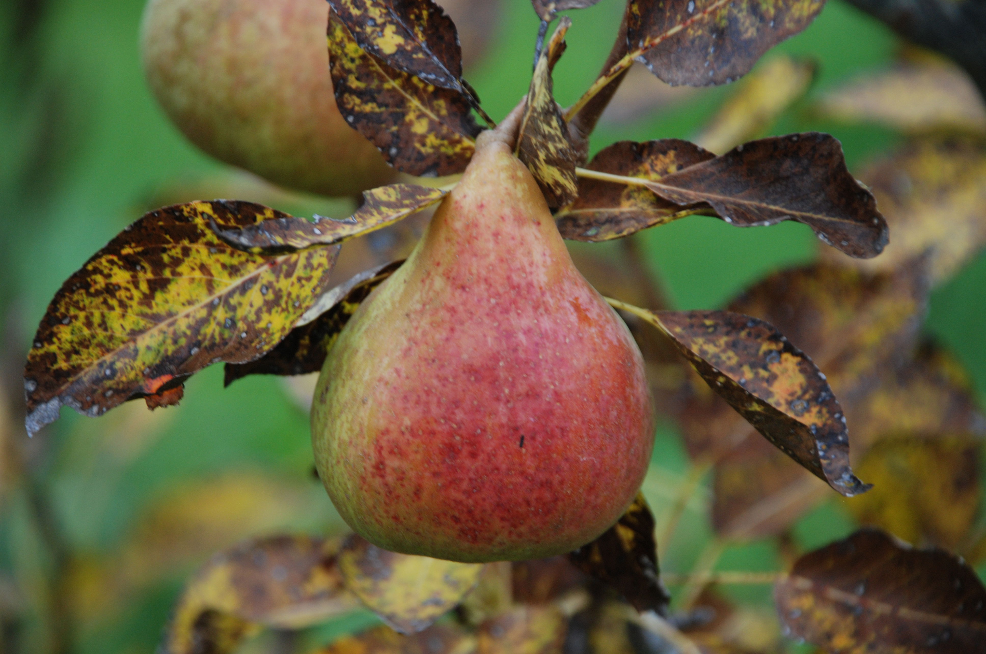 Alexander Bruun Pære