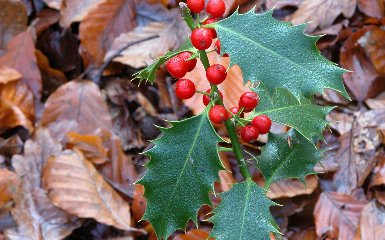 Almindelig kristtorn