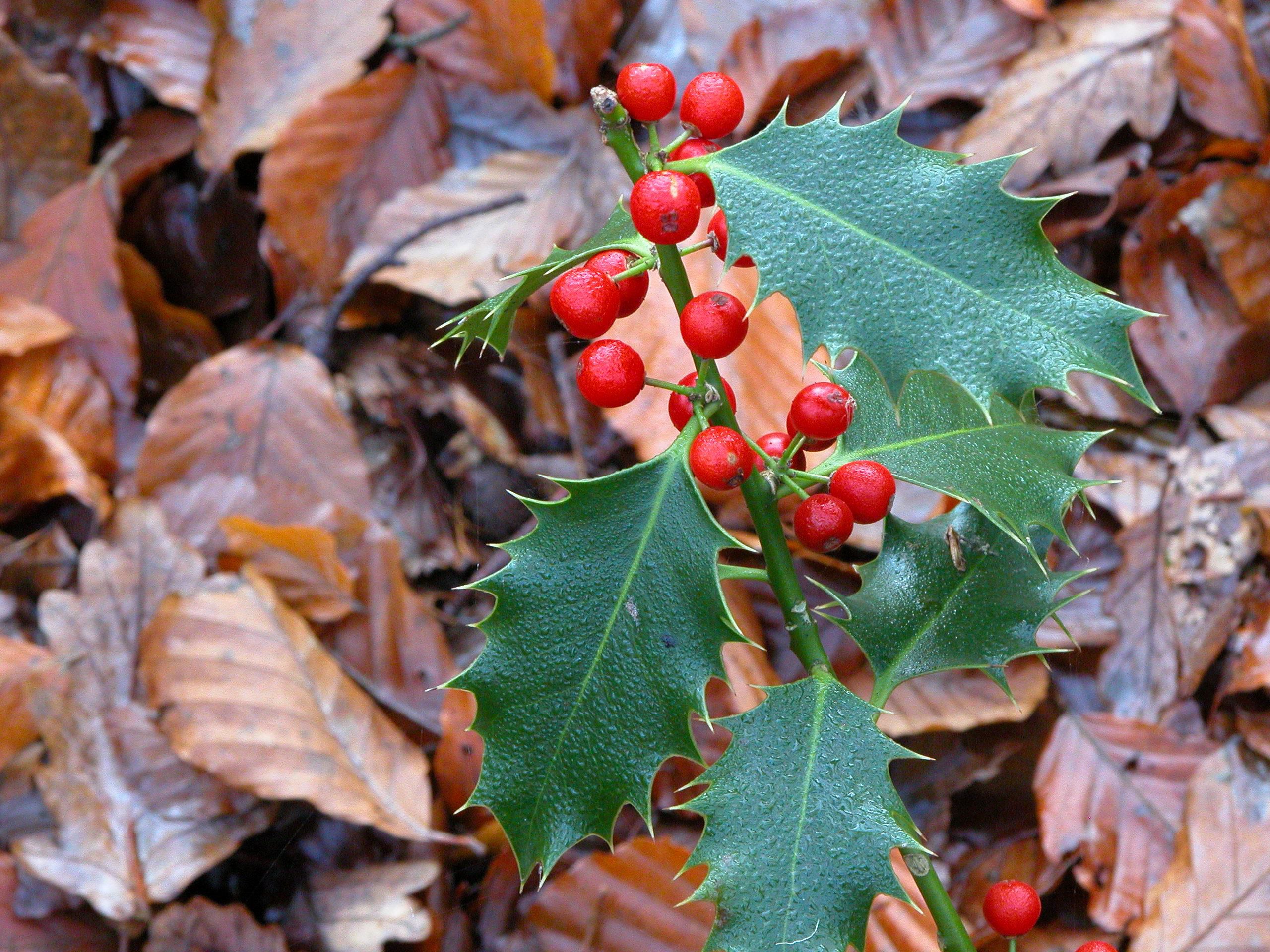 Almindelig kristtorn