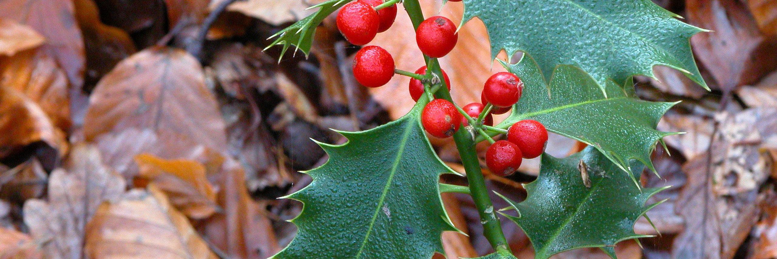 Almindelig kristtorn