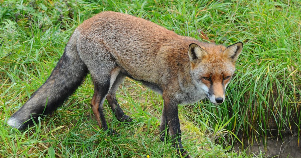 Ræv (Vulpes vulpes) - Randers Naturcenter