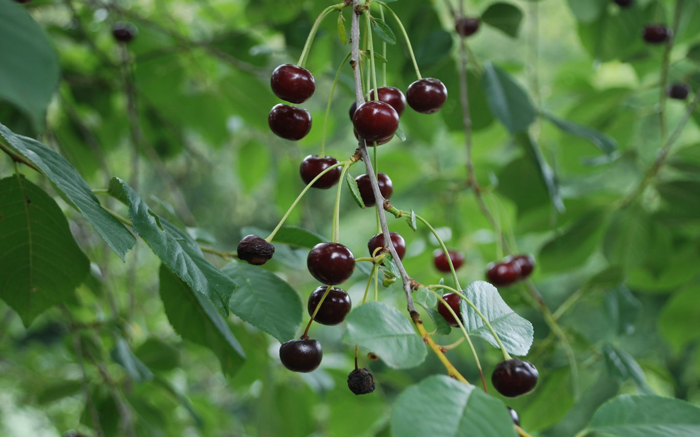 Surkirsebær Løvskal Næsset