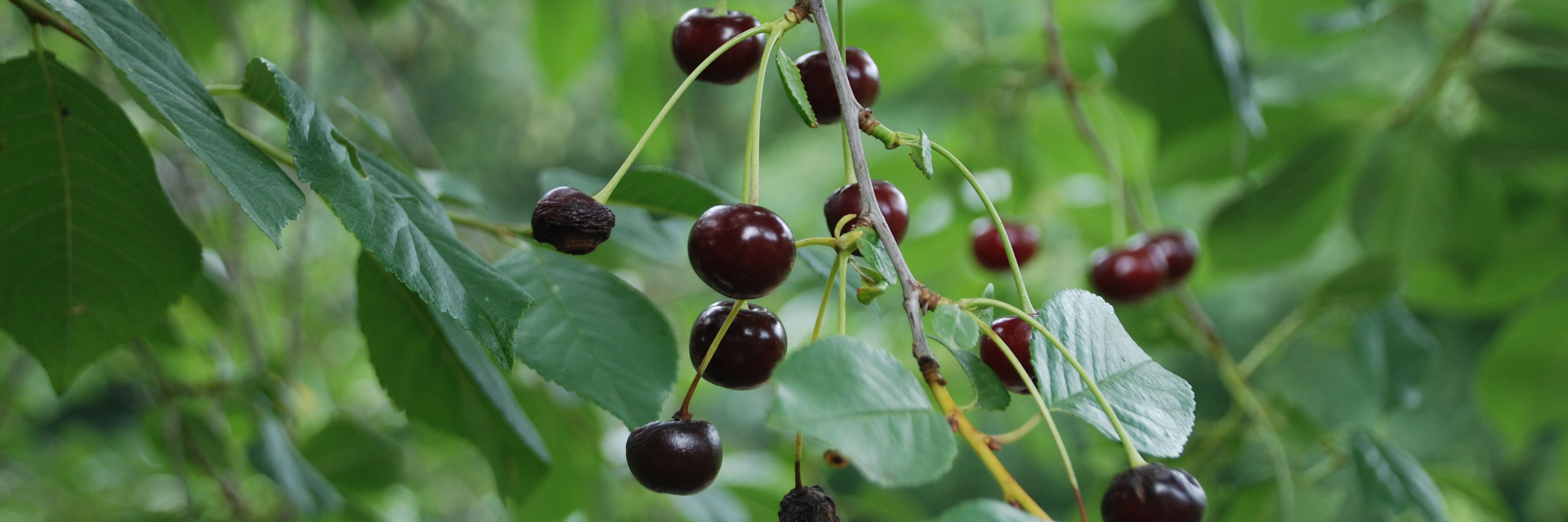 Surkirsebær Løvskal Næsset