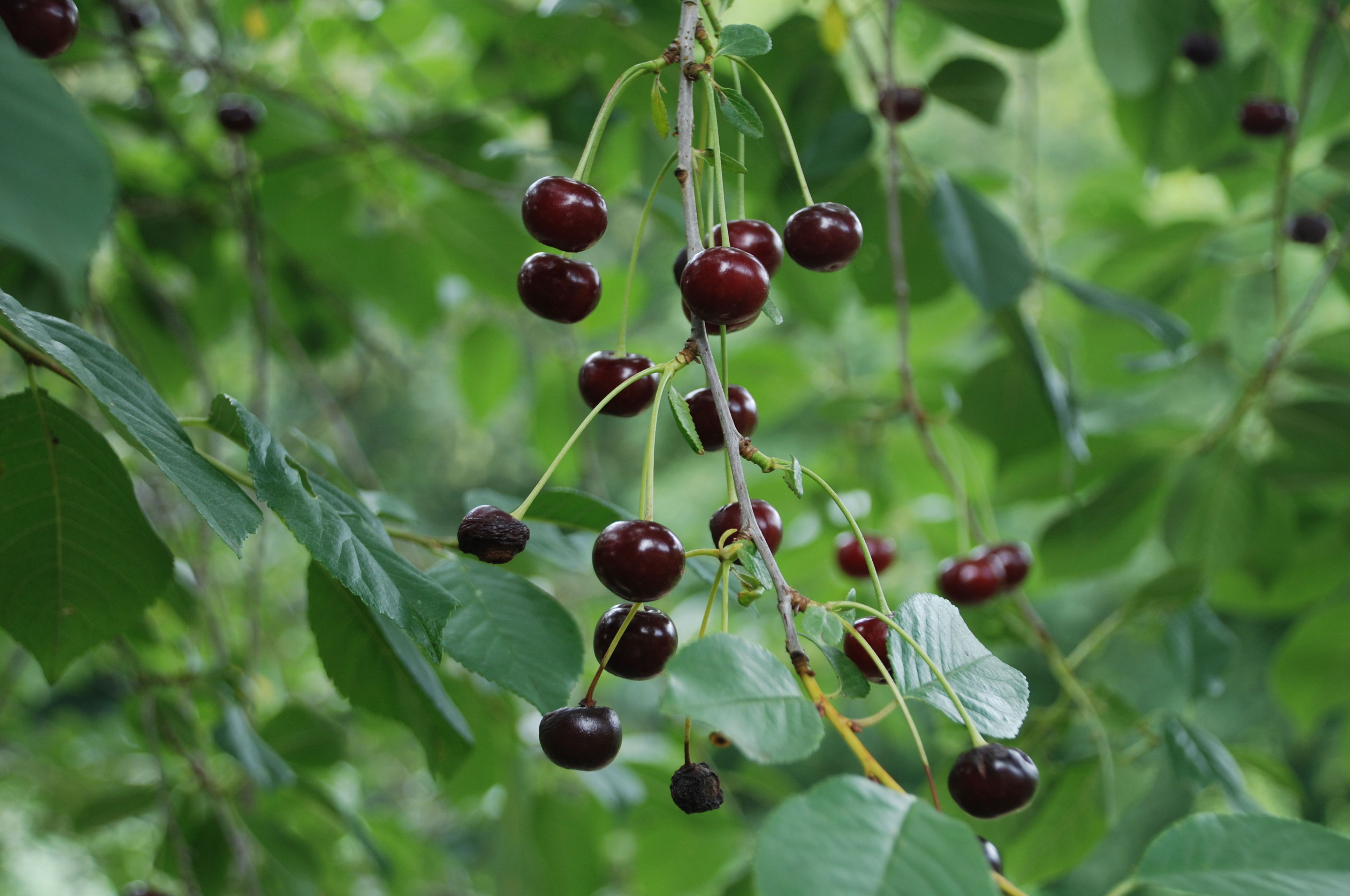 Surkirsebær Løvskal Næsset