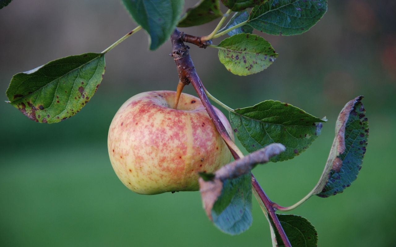 Søde Æbler fra Aalsrode