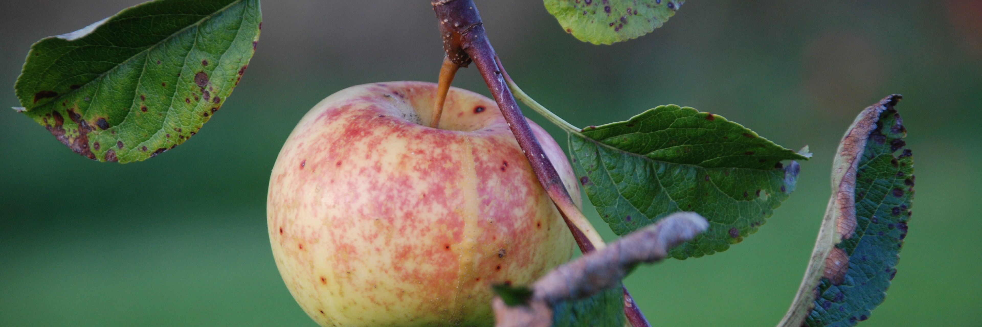 Søde Æbler fra Aalsrode
